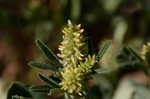 Indian sweetclover